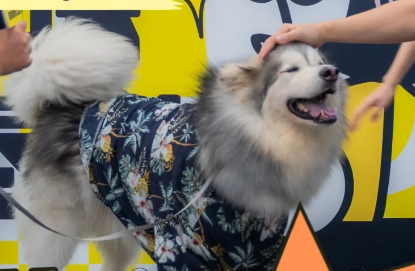 狗狗脚不敢着地一定是骨折吗 