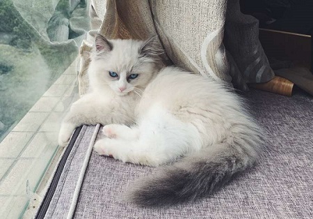 杀虫剂对猫咪有伤害吗 