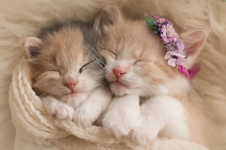 猫可以喝羊奶吗？ 