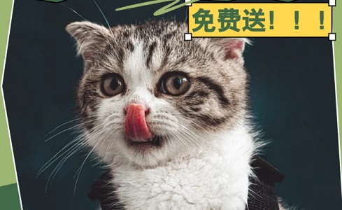 猫腹水肚子硬还是软 