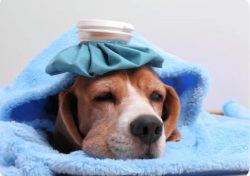 中华田园犬为什么禁养 