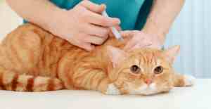 猫咪得了猫癣能洗澡吗 