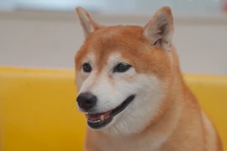 细小会在人衣服上传染给狗吗 