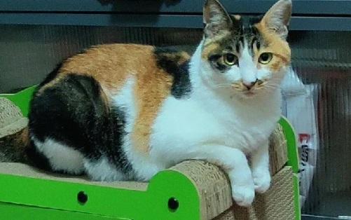 猫咪应激反应多久能好 